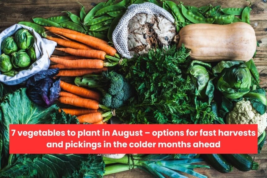 7 vegetables to plant in August – options for fast harvests and pickings in the colder months ahead