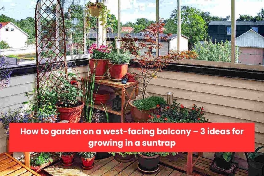 How to garden on a west-facing balcony – 3 ideas for growing in a suntrap