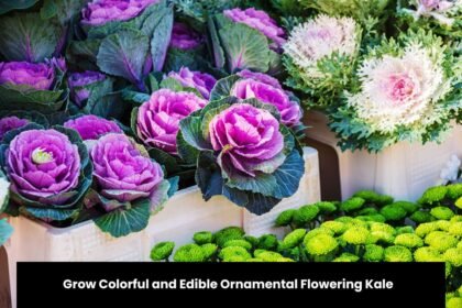 Grow Colorful and Edible Ornamental Flowering Kale