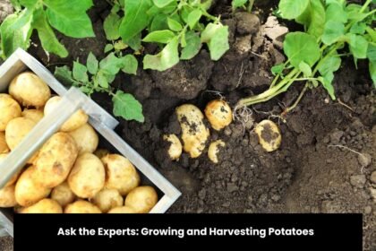 Ask the Experts: Growing and Harvesting Potatoes