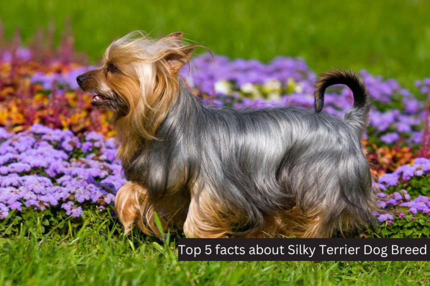 Top 5 facts about Silky Terrier Dog Breed